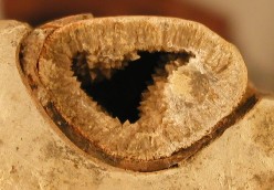 Caption: Outcrop of the Romualdo Member of the Santana Formation showing fossil-bearing the early diagenetic carbonate concretions at Sobradinho.